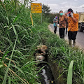 Bupati Karo Sisir Sepanjang Jalan Desa Singa dan Temukan 5 Ekor Bangkai Babi Membusuk