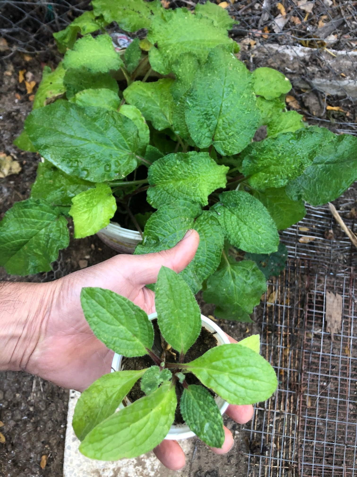 if you have started your borage indoors, you can successfully transplant borage seedlings as long as it is done with special care to not harm the roots.