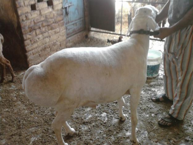 Goat Sheep Photos  Download Photos
