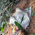 Corpo encontrado na zona rural de Águas Formosas, Vale do Mucuri, estava envolto a saco de linhaça e com marcas de agressão física. A vítima era um menor de 16 anos.