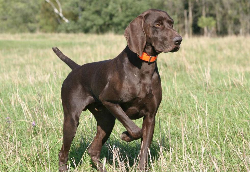 The German Short-Haired Pointer