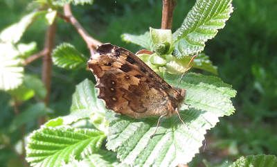 brown-butterfly-canon-ixus-sample-image