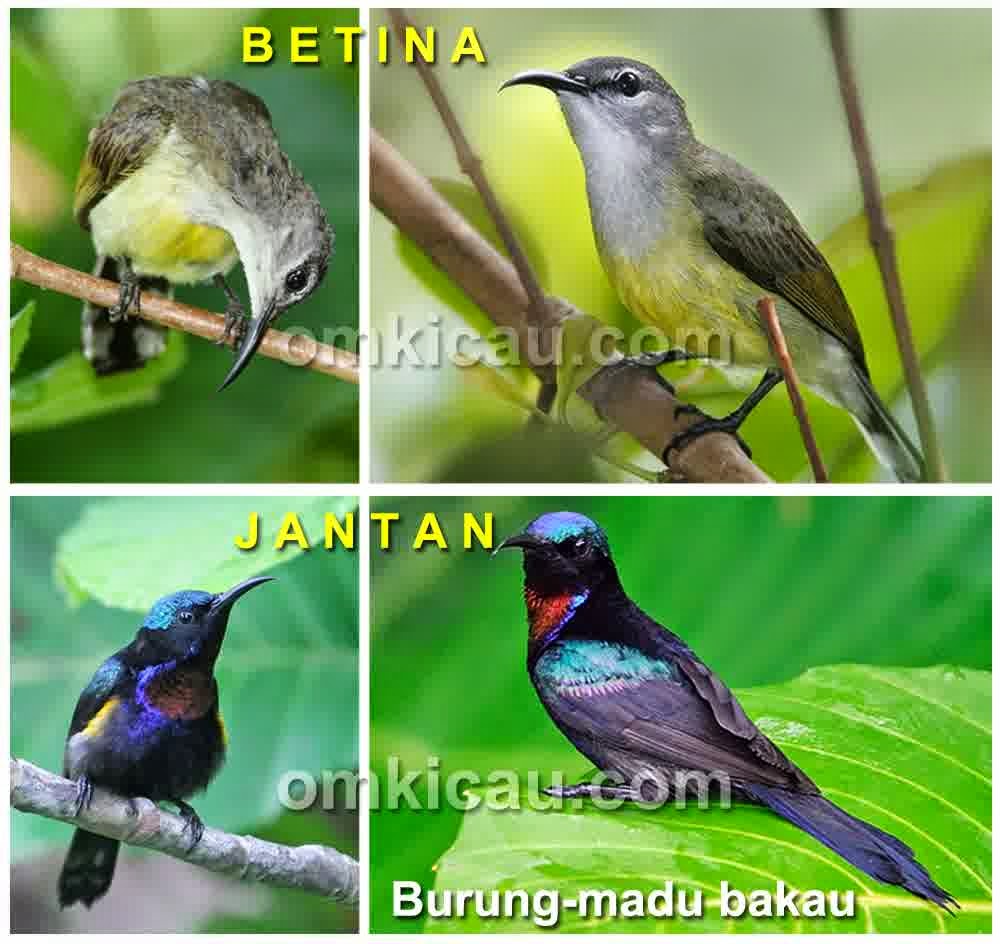 Perbedaan Burung Kolibri jantan dan betina | Burung kicau
