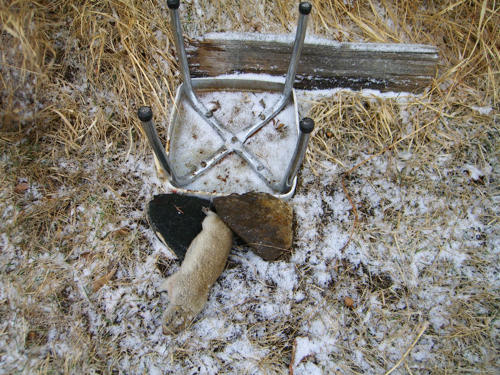 The Holt Adventures: Justins ground squirrel catch