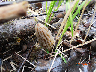 Jeune morille claire, Morchella elata, qui pousse en période fraiche, humide et peu lumineuse