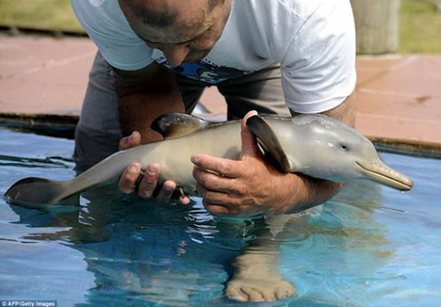 baby dolphin