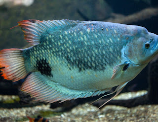 Ikan gurame (Osphronemus gouramy)