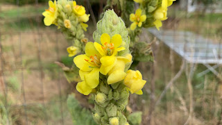 mullein flowers