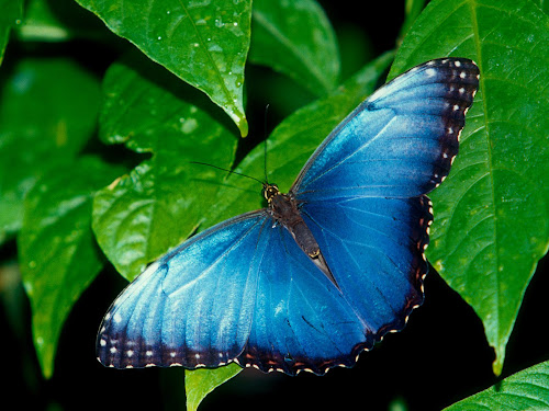 Butterfly Wallpapers, gambar kupu-kupu