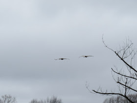 sandhill cranes