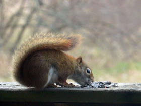 red squirrel eating a sunflower seed