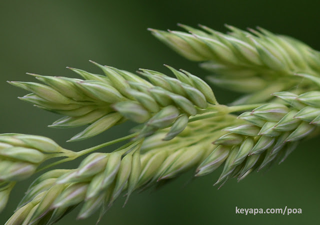 Phalaris arundinacea (Reed Canary Grass)