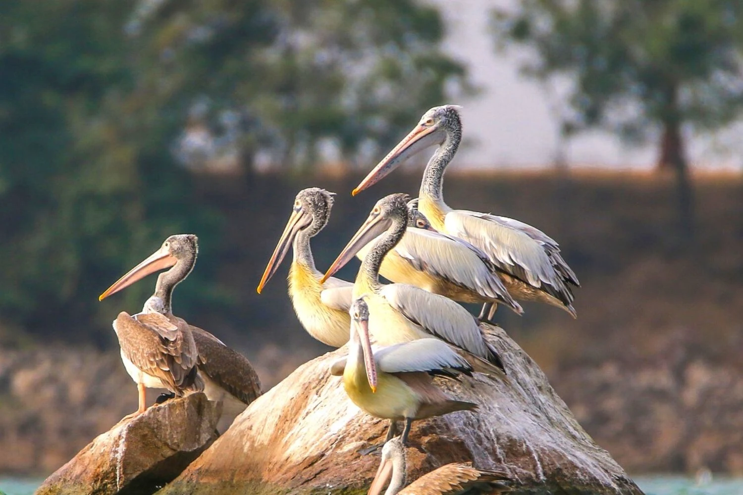 Ranganathittu Bird Sanctuary