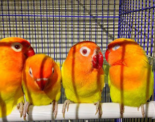 Harga Anakan Lovebird Terbaru 2015