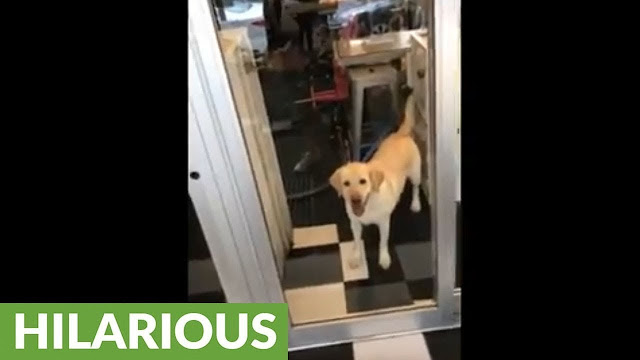 Dog accidentally walks right into glass door - WATCH FUNNY VIDEO