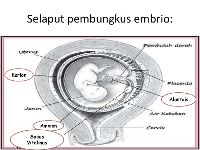 JELASKAN MEMBRAN BERISI CAIRAN YANG MELINDUNGI EMBRIO DAN MEMUNGKINKAN JANIN DAPAT BERGERAK DENGAN BEBAS ADALAH