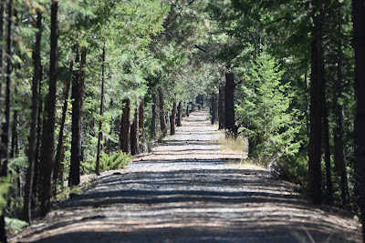 Great Trail forested pathway BC Canada.