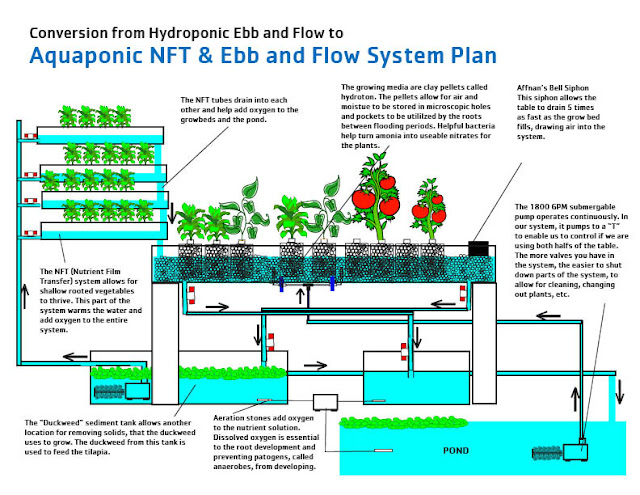  ebb and flow system to an aquaponics NFT and ebb and flow system