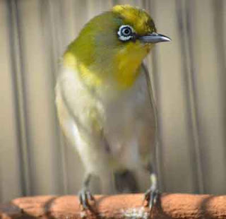 Pleci Montanus- Jenis Burung Pleci Yang Bagus