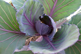 Red Salad Cabbage, urban farming