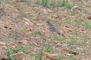 alcaravan-comun-burhinus-oedicnemus-cantando-