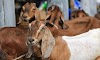  Kurban Kambing untuk Satu Keluarga, Apa Kata Ulama?