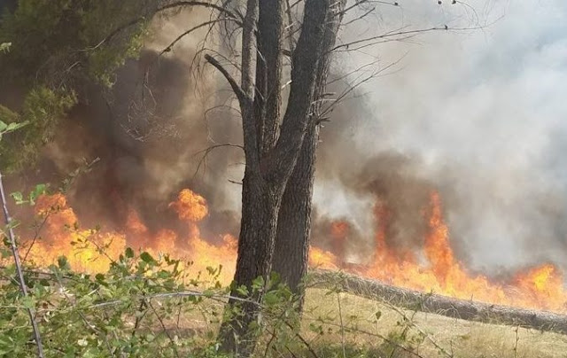 Olive grove burned in Elbasan, many firefighters at the scene