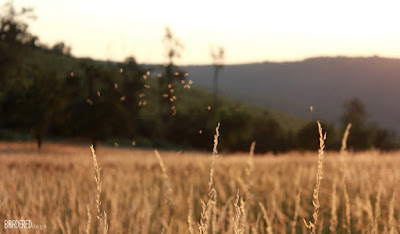 Insects flying in the summer sunset at Kun-rét, Börzsöny