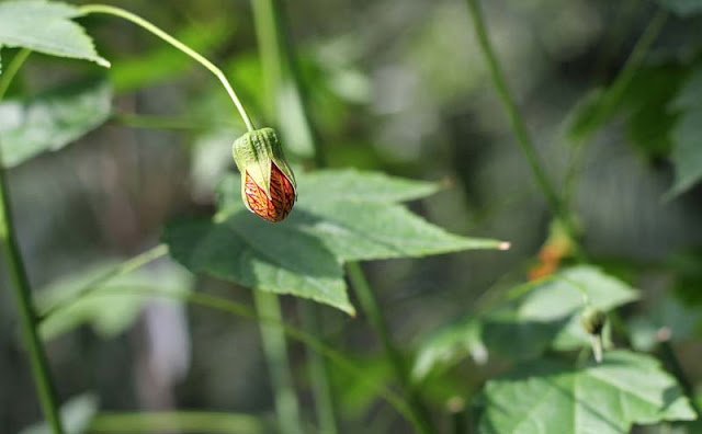 Flowering Maple Flowers Pictures