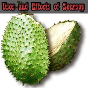 Uses and Effects of Soursop