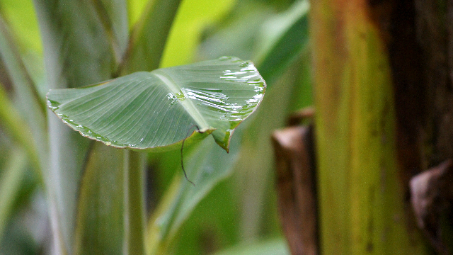 Tahunya Cuma Buat Bungkus Nasi. Ternyata Ada Manfaatnya Juga Buat Kesehatan Dari Daun Pisang. No. 1 Bisa Atasi Kanker