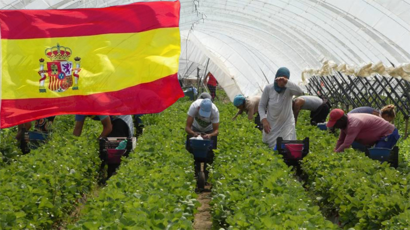 مطلوب 140 عامل و عاملة للعمل بمزارع الفراولة بإسبانيا هذا الصيف