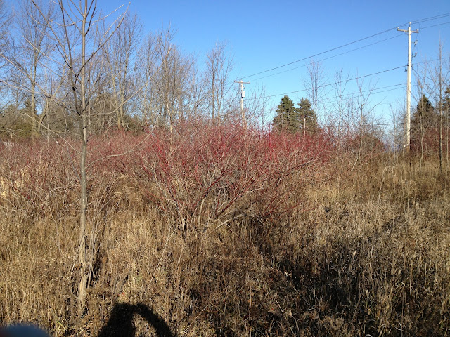 In search of dogwood branches