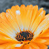 Marigold Orange Flower