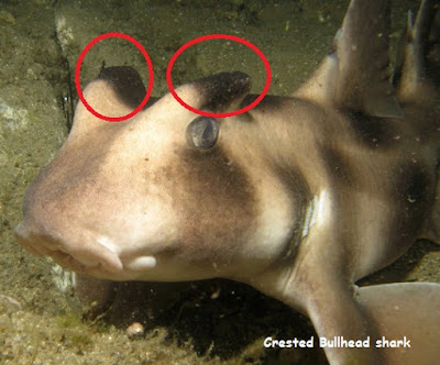 gambar hiu jambul kepala banteng