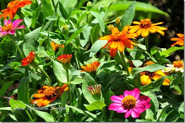 Zinnias