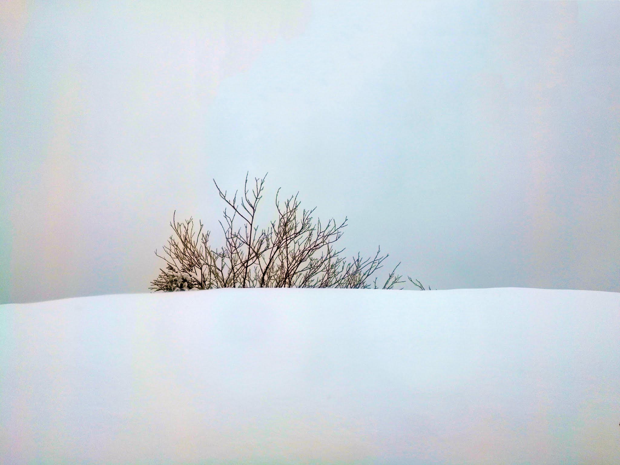 Europe, Switzerland, Alps snow mountains, pine trees in the snow. Check out our collection