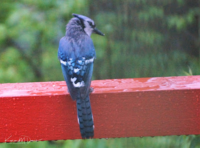 blue jay in rain