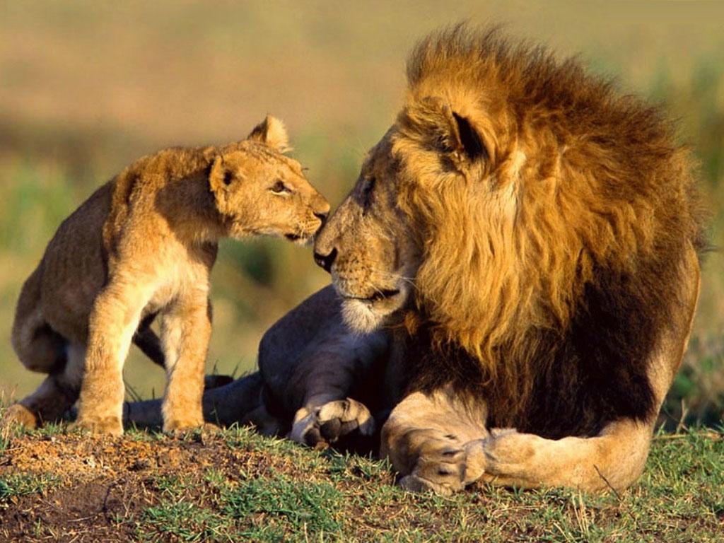 wild lions with cub