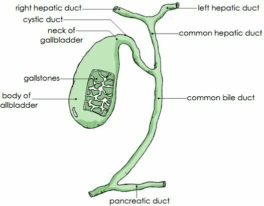Gall bladder, Gallbladder, bile bladder, Bilebladder