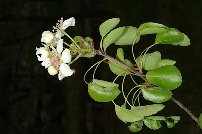 Груша Буржо (Pyrus bourgaeana)