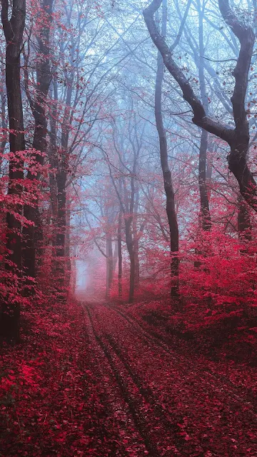 Amazing Nature Red Forest Wallpaper
