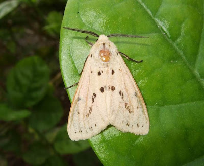 Buff Ermine Moth | Amateur Photography | Nature Picture