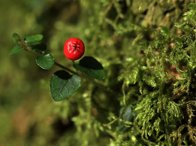 Mitchella undulata