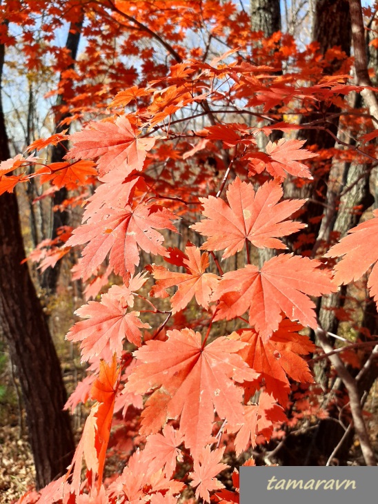 Клён ложнозибольдов (Acer pseudosieboldianum)