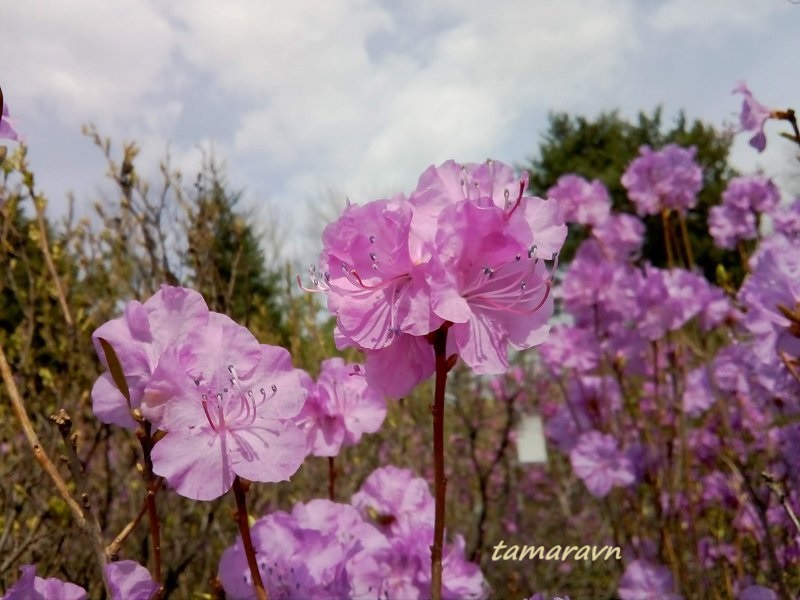 Рододендрон остроконечный (Rhododendron mucronulatum)