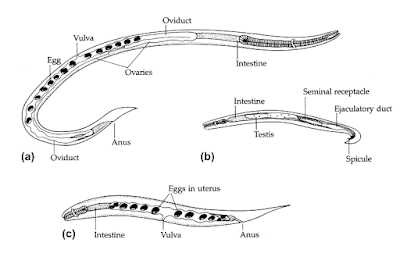 a) Strongyloides stercoralis Betina protandrogonous, b). Strongyloides stercoralis jantan (Free-living Phase), c). Strongyloides stercoralis betina (Free-living Phase)