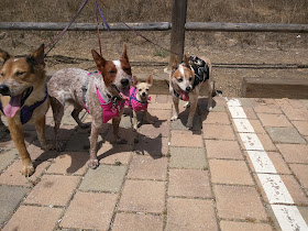 Brisbane, Sisci, Ru, and Annie are ready for a drink of water after our hike.