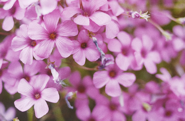 pink flowers