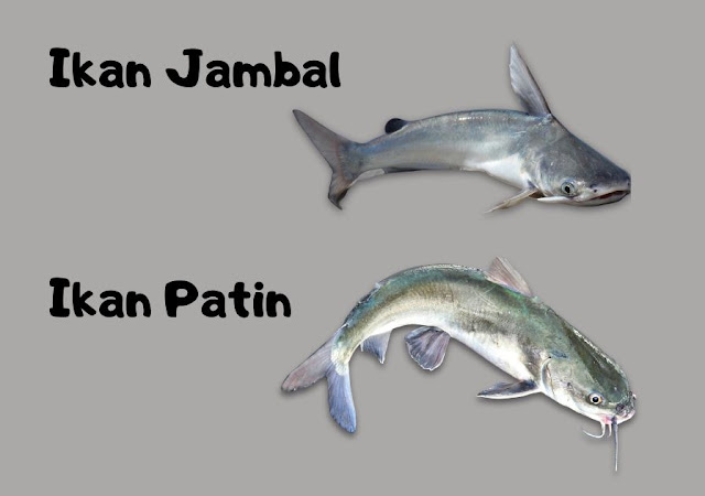 Perbedaan Ikan Patin dan Ikan Jambal
